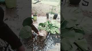 Separating my Monstera plant into 3 plants monsteraplant shorts garden Like Comment Subscribe [upl. by Nayek601]