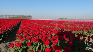 Tulpenvelden in Woldendorp en Oostwold in bloei 20 april 2019 [upl. by Elohcan]