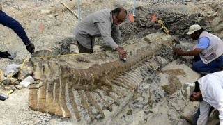 Dinosaur remains found in Mexico [upl. by Nored186]