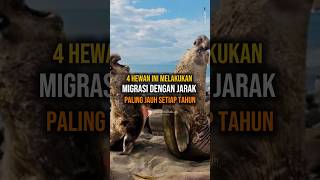 4 Hewan Ini Melakukan Migrasi dengan Jarak Paling Jauh Setiap Tahun shorts animals hewanlaut [upl. by Milburr]