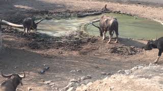 Wild water buffalo Arna in Kathmandu zoo [upl. by Merdith]