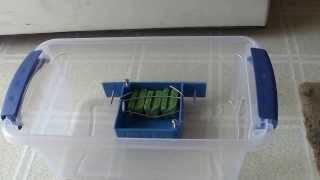 DYI SAFE Mouse Trap Bait Station [upl. by Corrina]