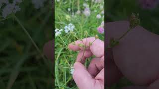 Le Cumin des Prés Plante Aromatique Digestive  Meadow Cumin Aromatic Digestive Plant [upl. by Yenduhc]