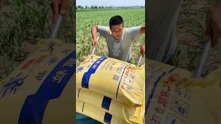 Fertilizing corn seedlings process farming [upl. by Paco742]