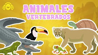 🦁 ANIMALES VERTEBRADOS para niños Mamíferos Peces Reptiles 🐍Vídeo educativo para niños [upl. by Dirrej275]