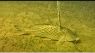 BEST Bowfishing Footage EVER  Bowmar Bowhunting [upl. by Trovillion]