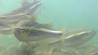 quotPiraña boricuaquot No es el Dajao Agonostomus monticola Mountain Mullet [upl. by Arnie]