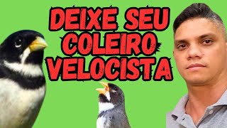 COLEIRO VELOCISTA mexida para deixar seu Coleiro mais veloz [upl. by Notwal]