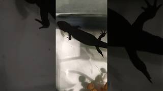 Fire Bellied Toad and Fire Bellied Newt together in a aquarium [upl. by Charleton]