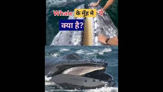 Whale के मुंह में जाली क्यों होती हैं [upl. by Goeger]