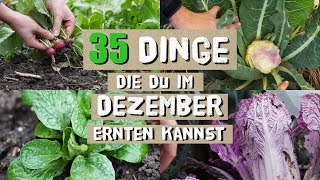 35 Nutzpflanzen die du im Dezember im Garten ernten kannst  Winterernte [upl. by Berni]