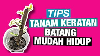 Tips tanaman keratan batang mudah hidup [upl. by Demeter]