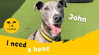 John the lovely Lurcher  Dogs Trust Salisbury [upl. by Ovid]