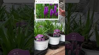 Perennials with Bachman’s – Liatris Kobold amp Leucantheum Becky [upl. by Liva]