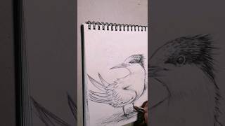 Inchiostro Libero Sketch Drawing Pensketch Inkdrawing Bic Cridart Bird Biro Colors Fly [upl. by Enneles]