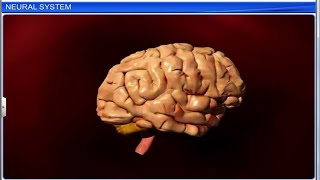 CBSE Class 11 Biology  Neural Control and Coordination  Full Chapter  By Shiksha House [upl. by Yecad469]