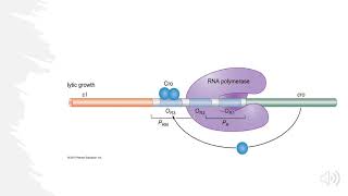 Lambda Bacteriophage Lytic vs Lysogenic Decision Explained [upl. by Naiditch]