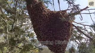 The Magical World of Honey Bees A Journey into Beekeeping [upl. by Latini]