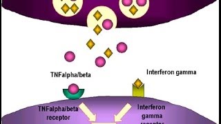 Tumor necrosis factor in cancer [upl. by Rojas530]