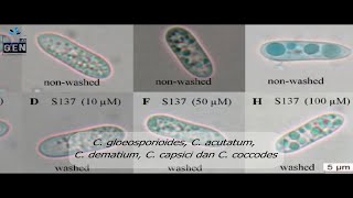 Colletotrichum sp Penyebab Antraknosa Tanaman Cabai [upl. by Witty]