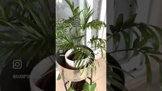 chamaedorea palm plant balconygarden Sudipta Vlogz [upl. by Arden]