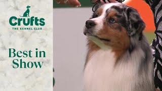 Gorgeous Australian Shepherd Viking Wins Best In Show at Crufts 2024 [upl. by Os28]