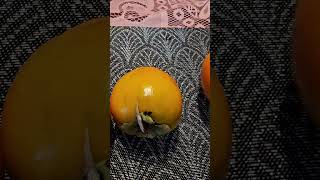 ASMR Kaki Fruit satisfying deliciousfruit lecker short [upl. by Snow]