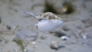 Buccinum undatum  Wellhornschnecke  Common Whelk [upl. by Etac]