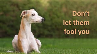 7 Reasons You Should NOT Get A Whippet [upl. by Joletta]