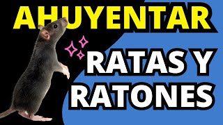 Ratas y Ratones ¡Fuera de mi Casa Aprende Cómo Ahuyentarlos [upl. by Legim769]