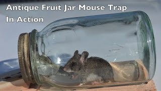 Antique Fruit Jar Mouse Trap In Action Mouse Trap Mondays [upl. by Septima]