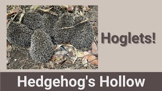 Live from Hedgehogs Hollow [upl. by Nollid]