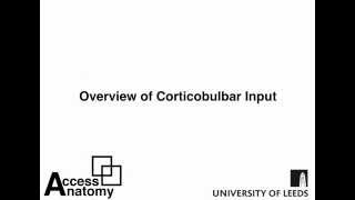 Corticobulbar Overview [upl. by Ellered]