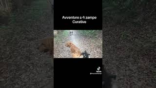 Avvventure a 4 zampe curative vacanze4zampe cani avventure [upl. by Naic]