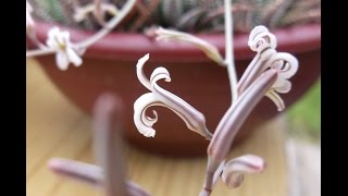 My Haworthia Attenuata Fasciata in tiny white amp pink flower 2014 [upl. by Townie994]