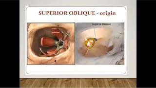 Extraocular Muscles  Anatomy and Function of EOM Part 2 By Areej Abbas [upl. by Siuqramed195]