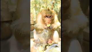 All monkey videos record from everywhere any places that monkey stay We go to any provinces [upl. by Anattar]