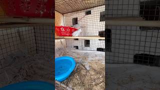 Daimond doves ka cage birds dove dailyvlog shorts minivlog new views pets Farhankevlog [upl. by Yrneh]