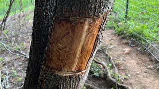 Girdling a Bradford pear tree [upl. by Strohbehn]