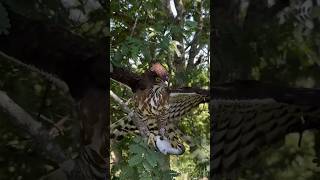 Falcon Hunting birds falcons shorts wildlife [upl. by Rodi]