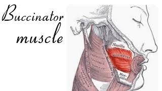 Function of buccinator muscle [upl. by Llevart]