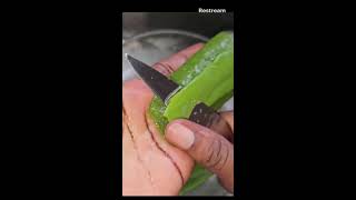 Fresh Aloe Vera Gel ASMR [upl. by Arndt]