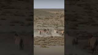 Territorial showdown Przewalskis horses caught in action in Gansu [upl. by Enomal313]