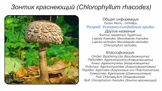 Зонтик краснеющий Chlorophyllum rhacodes [upl. by Pavia]