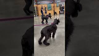 Giant Schnauzer Madness protectiondogsalesPDS Protection Training Puppies [upl. by Eustis]