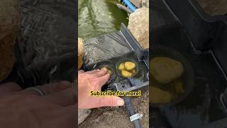 DIY Greenhouse Pond Heater shorts earthdwellershomestead [upl. by Eudora]