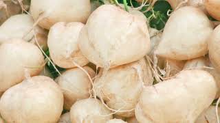 How To Grow and Understand Jicama [upl. by Nevek]