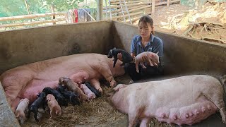 Mother pig almost lost her life while giving birth Miraculously the piglets were born Ep 208 [upl. by Adnoluy]