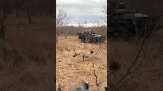 Hyena Ambush Feeding Cheetah shorts hyena cheetah safari wildlife viralshorts viralvideo [upl. by Dorette45]