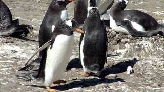 Antarctique Malouines  manchots papous [upl. by Leontyne]